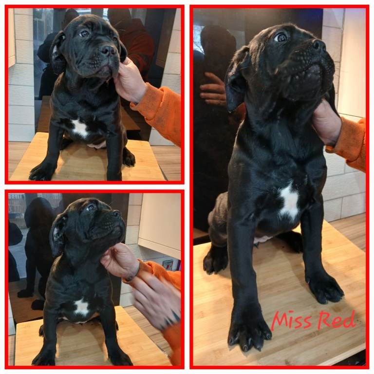 ***REDUCED*** Cane Corso pups 