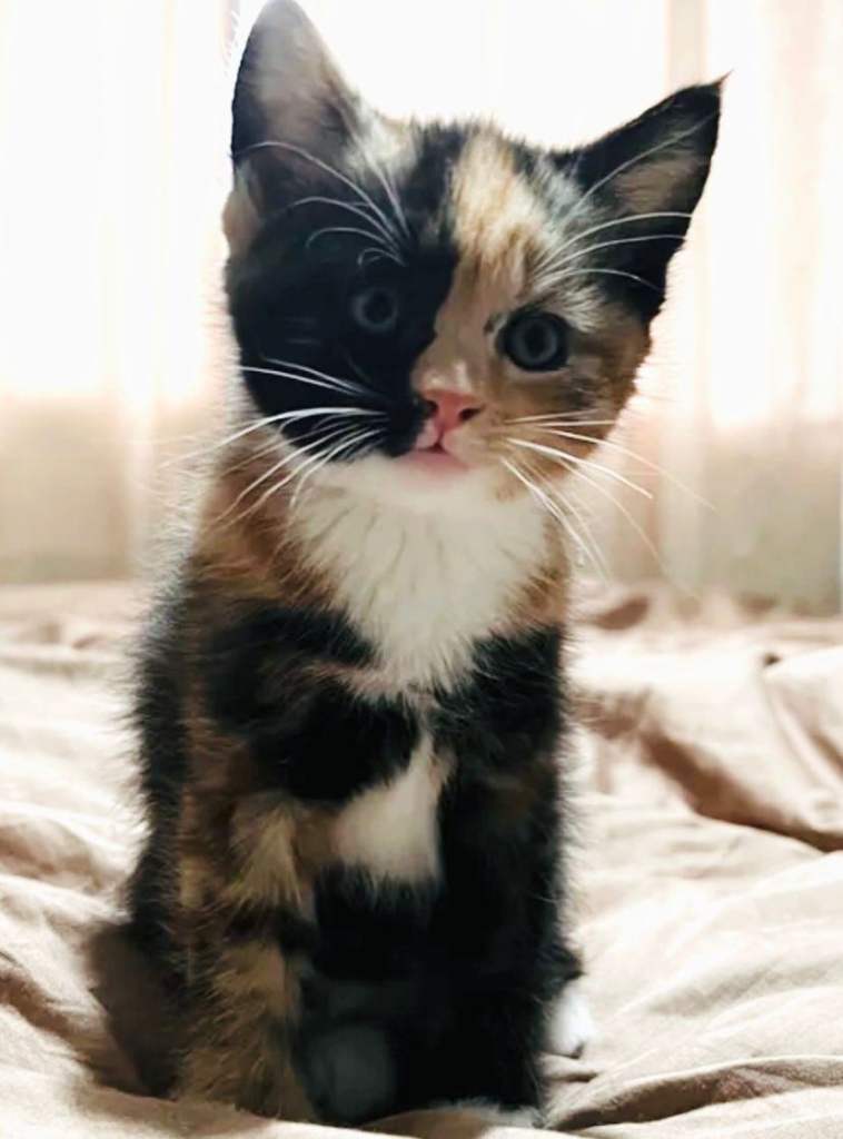 11 week old kitten