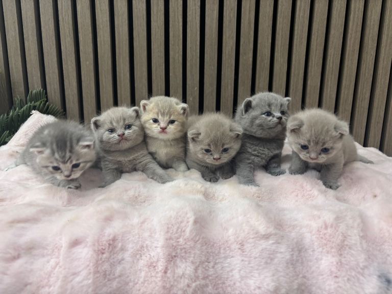 British shorthair kittens read desc