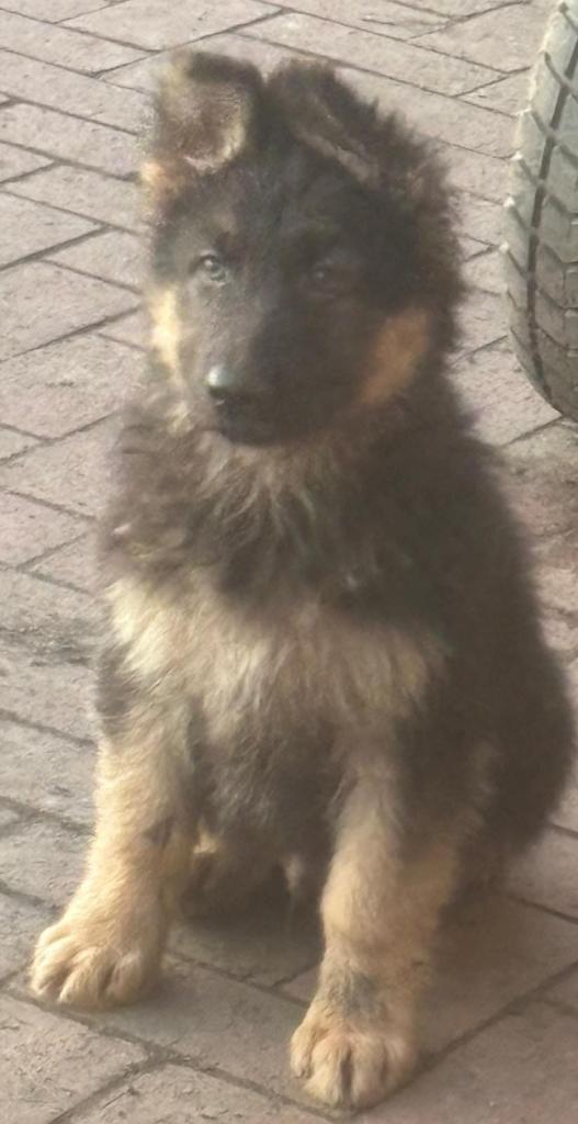 German Shepherd Pups