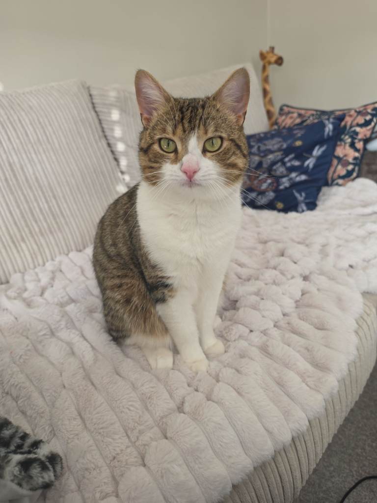 Tabby boy cat