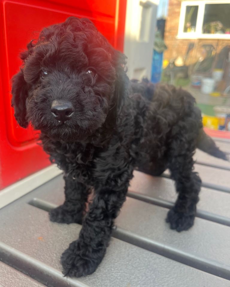 Toy poodle puppies 