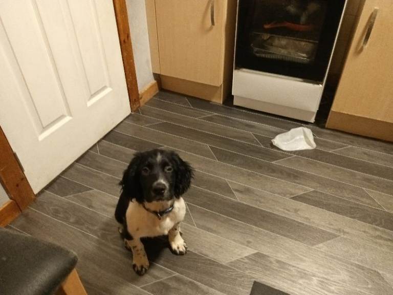 Beautiful springer spaniel puppy