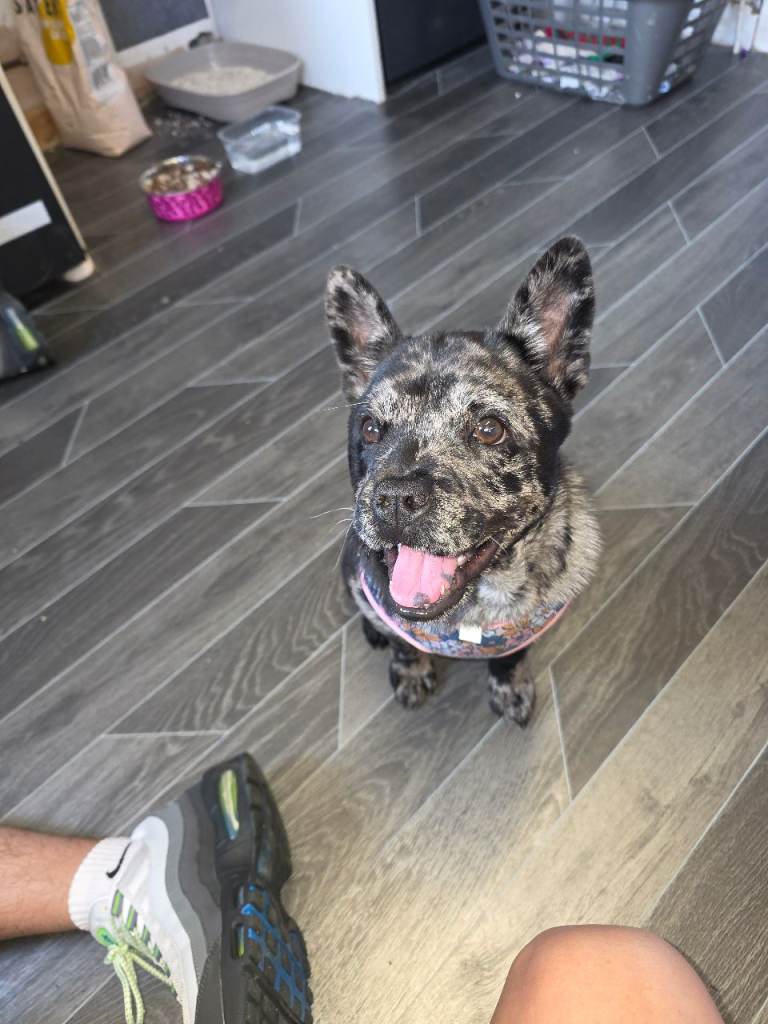 Chow chow frenchie