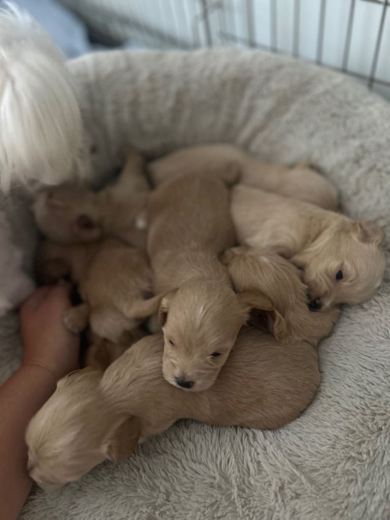 Dog multipoo 