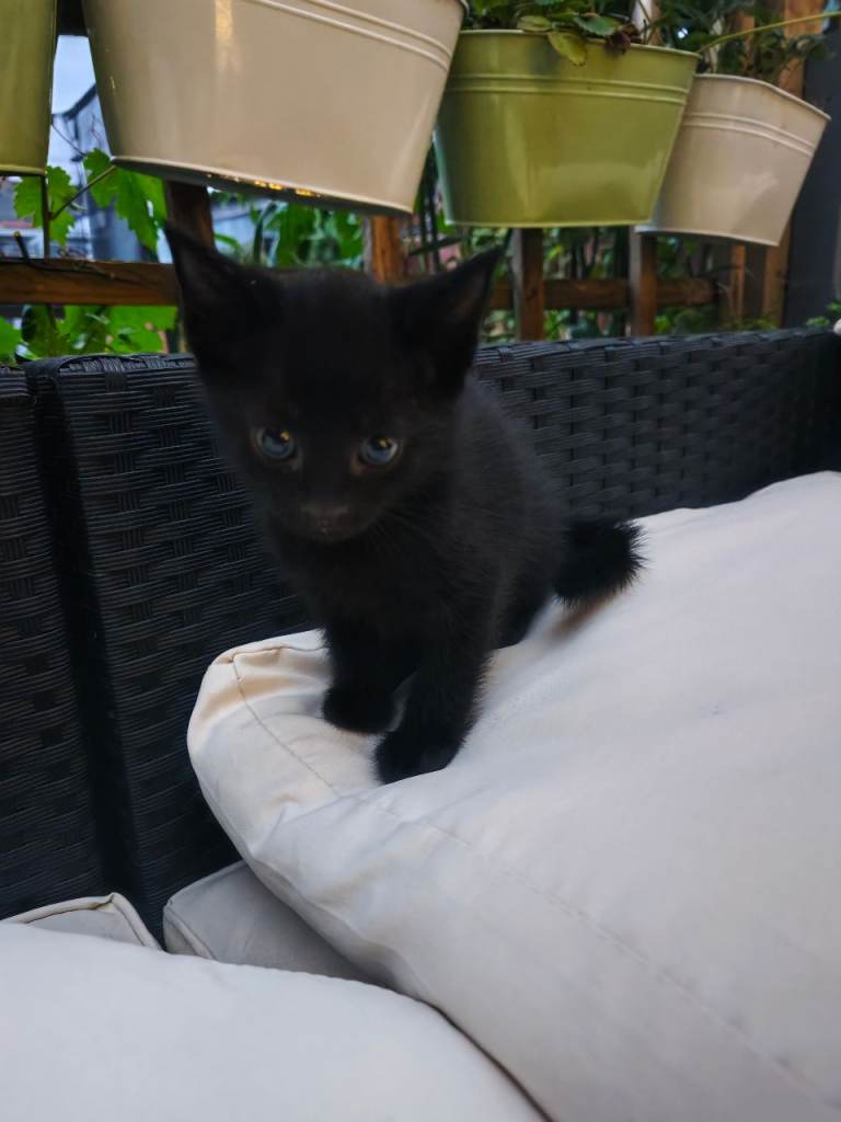 Kittens 