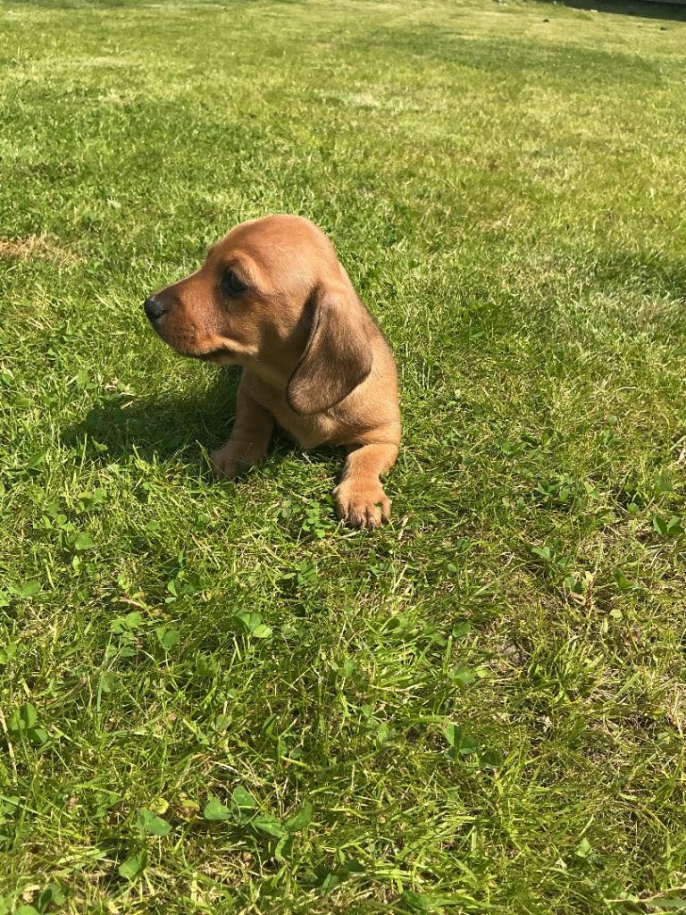 MINIATURE DACHSHUNDS. KC REG,COUNCIL LICENSED. LIGHT SHADED RED