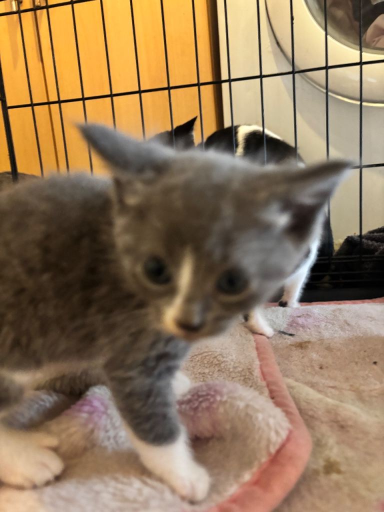 Beautiful Male and female kittens for sale ready to go