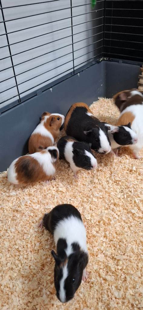 5 female guinea pigs for sale