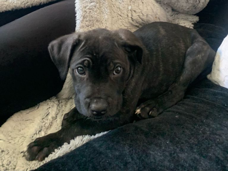 Beautiful Male Cane Corso Puppy 