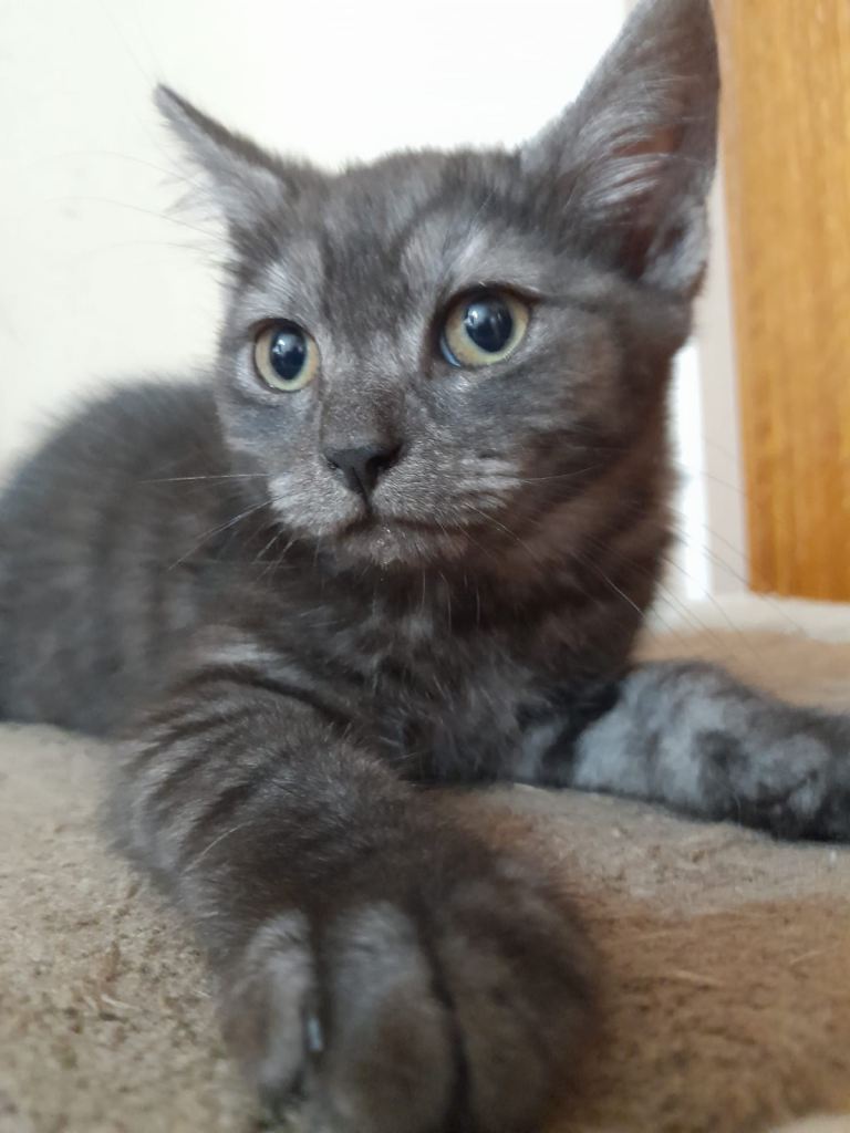 2 Black Female Cats