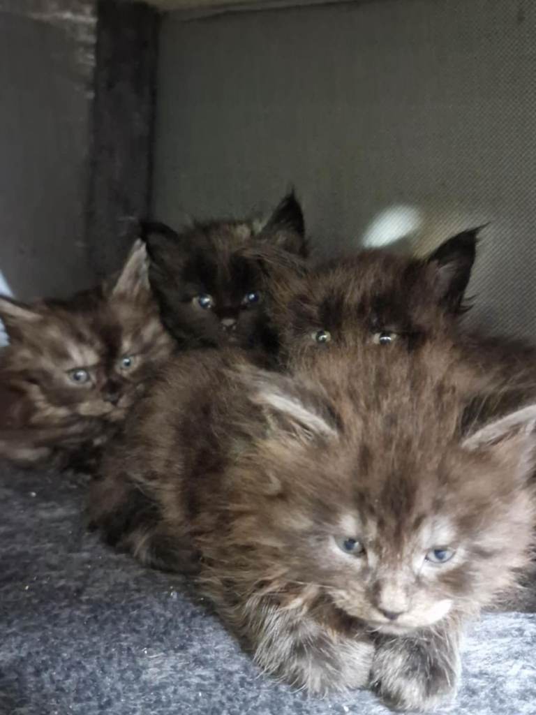 Maincoon kittens 