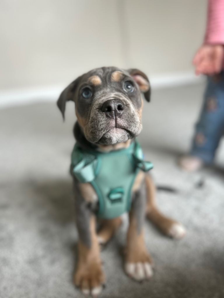 Ready olde English bulldog x Staffy 