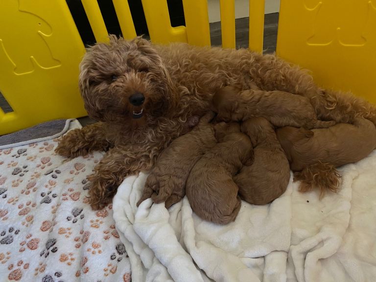 Cavapoo Puppies . 