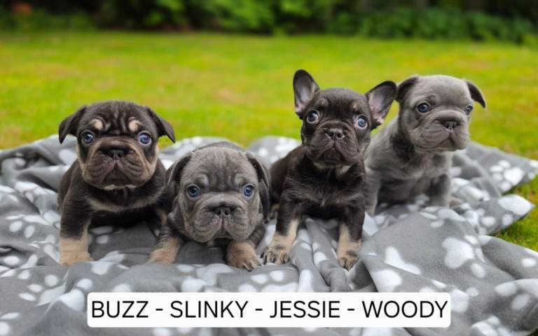 Beautiful French Bulldog Puppies