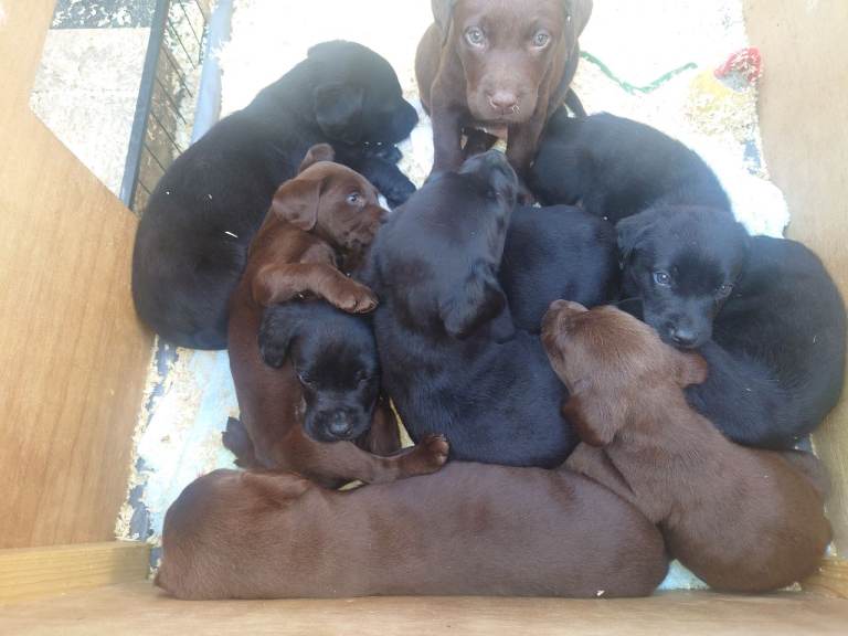 9 week old Black and chocolate labs