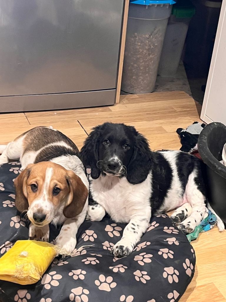 Beautiful Doodle Basset Pups 