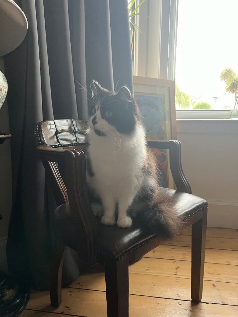 Black and White Cat