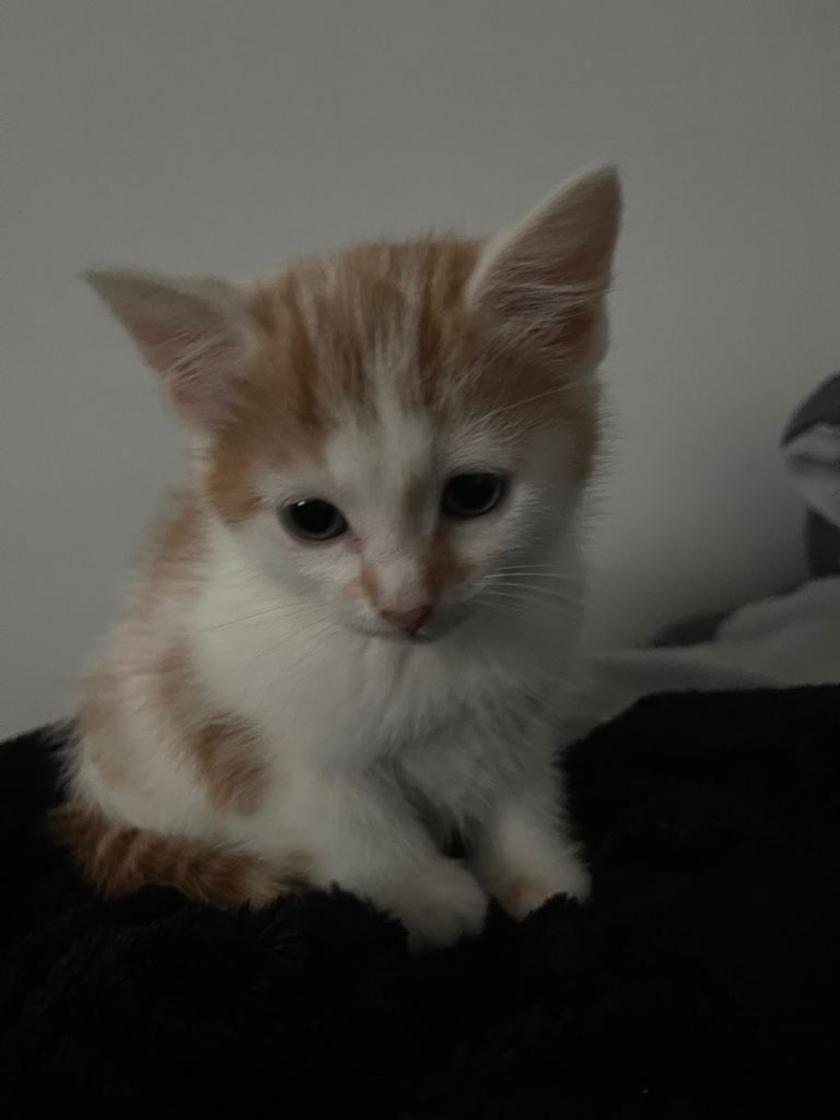 Kittens for sale
