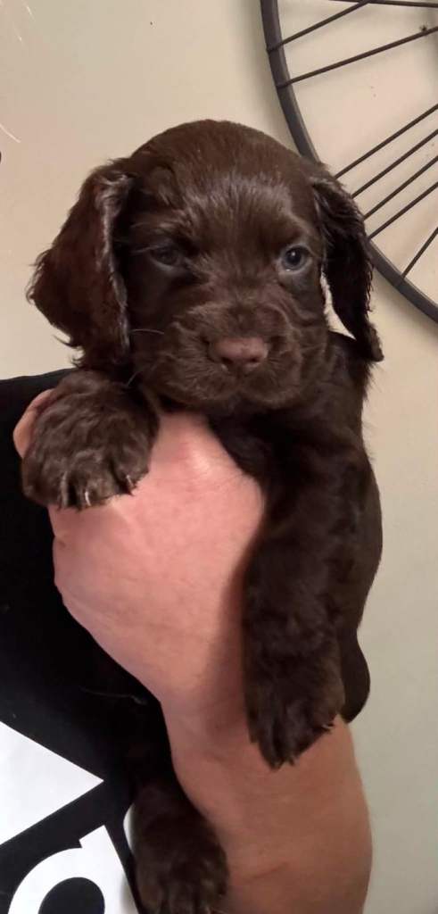 Cocker spaniel puppies