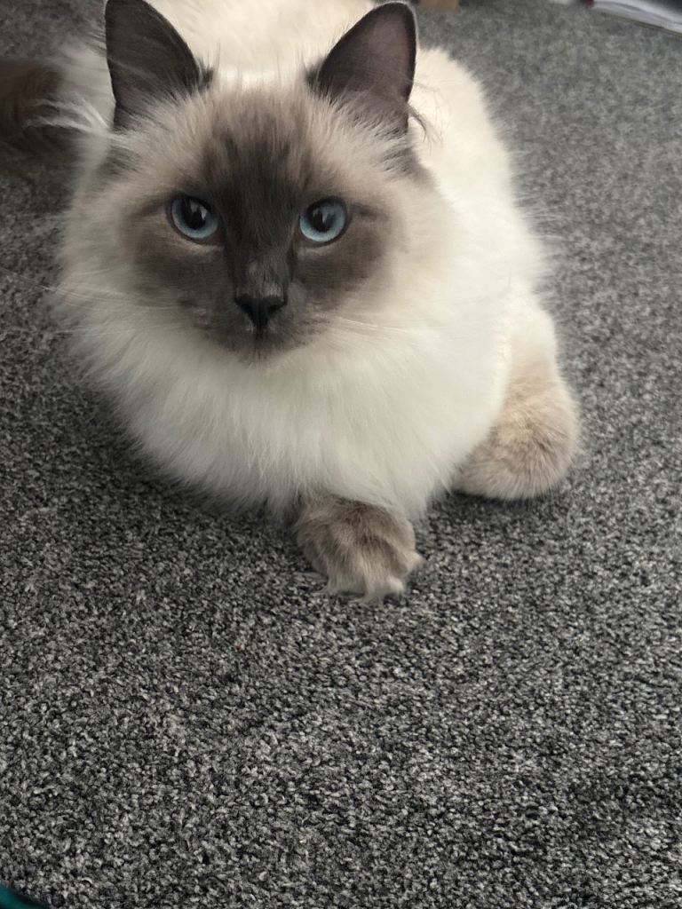 Ragdoll Cat 
