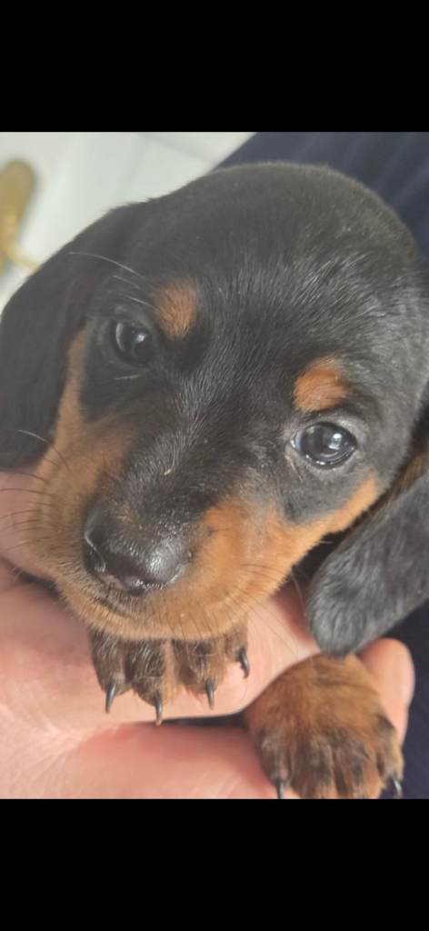 Daschund puppies