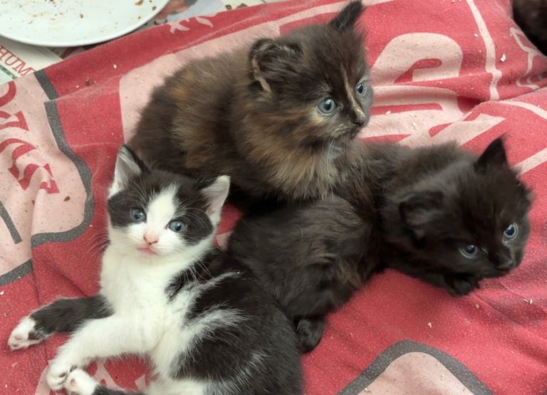 Variety of gorgeous kittens for sale 