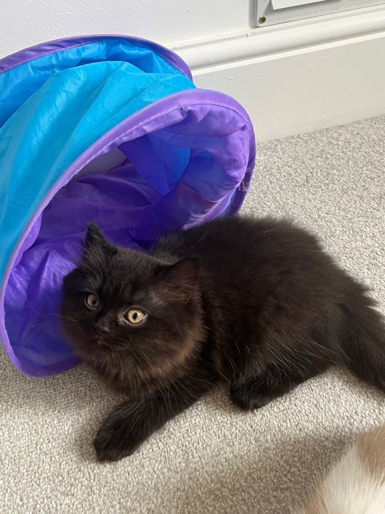 Black possibly chocolate persian x british longhaired boy