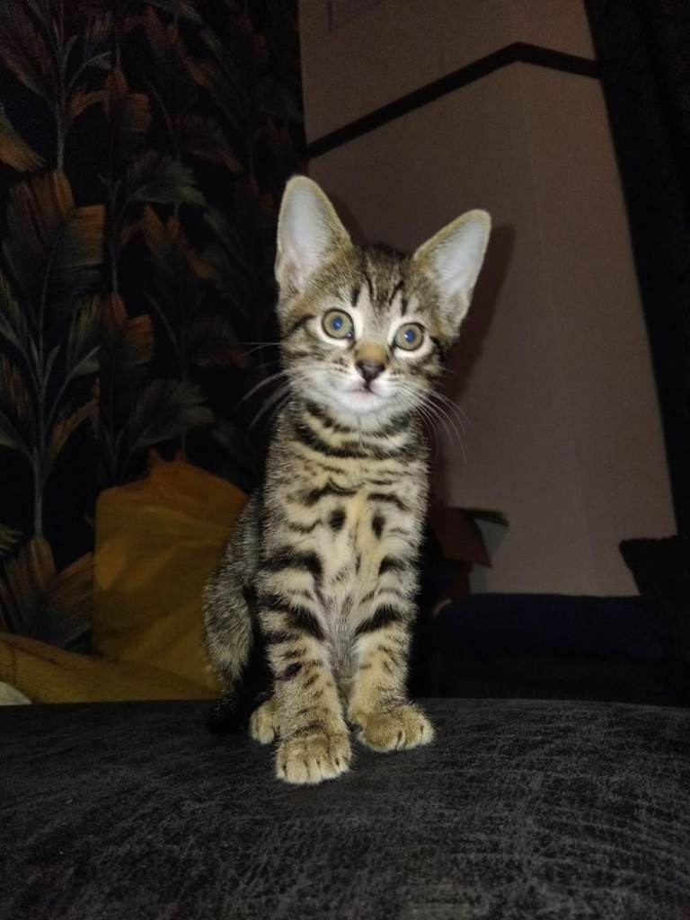 Bengal tabby 