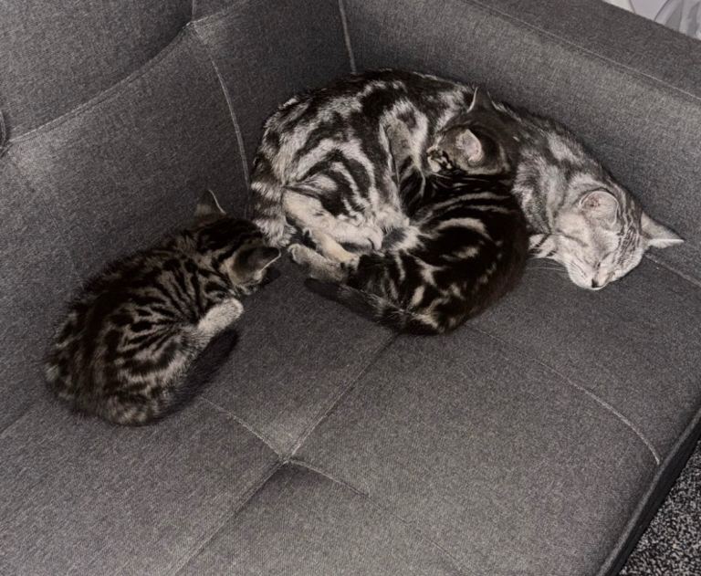 2  Tabby Kittens 