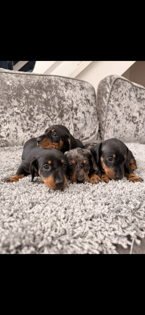 Miniature Dachshunds