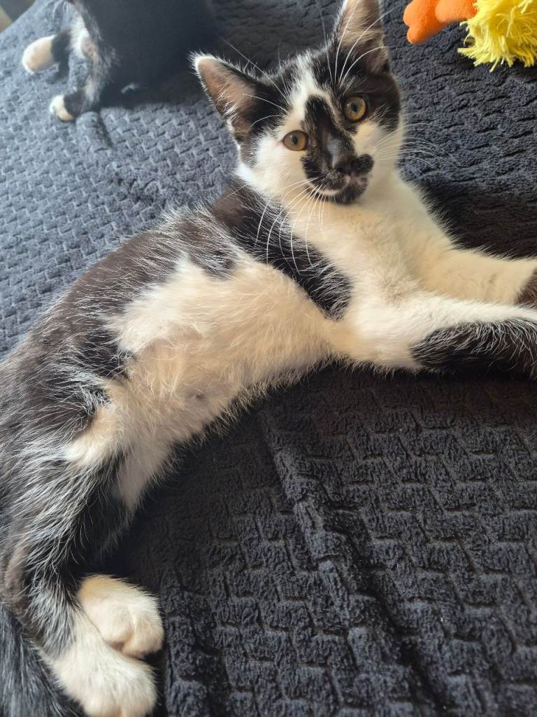 Kittens 