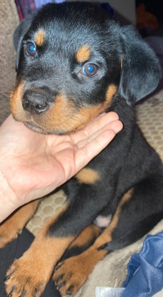 Male Rottweiler puppy