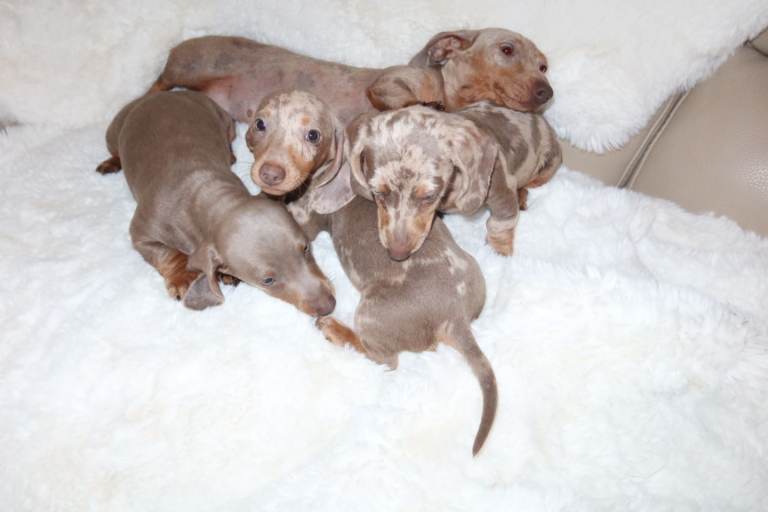 Miniature Daschund puppies 