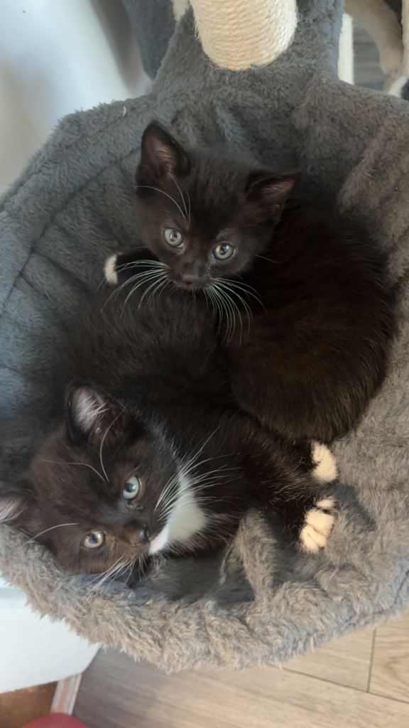 2 fluffy beautiful girl kittens looking for homes in the next week 