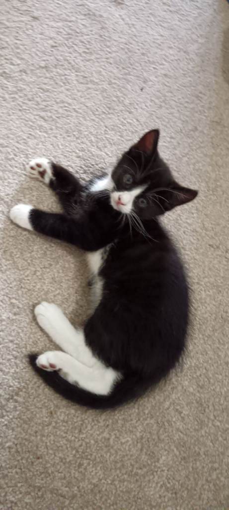 4 kittens ready for new homes 