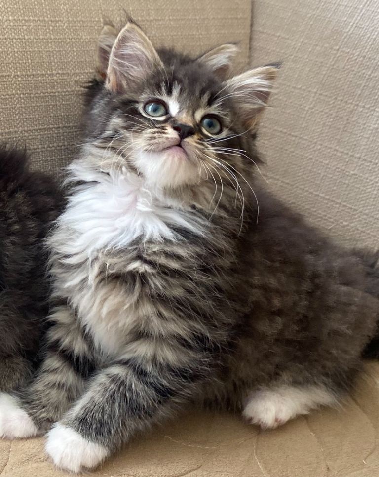 Beautiful Mine Coon Kittens ready for a New Home
