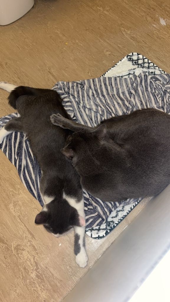 BSH & Domestic B&W shorthair 