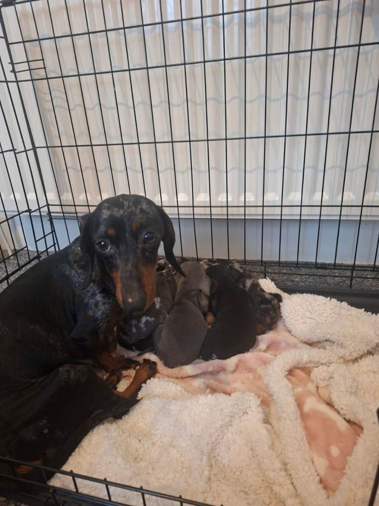 Mini dachshund 0 left (deposit paid on all pending collection)