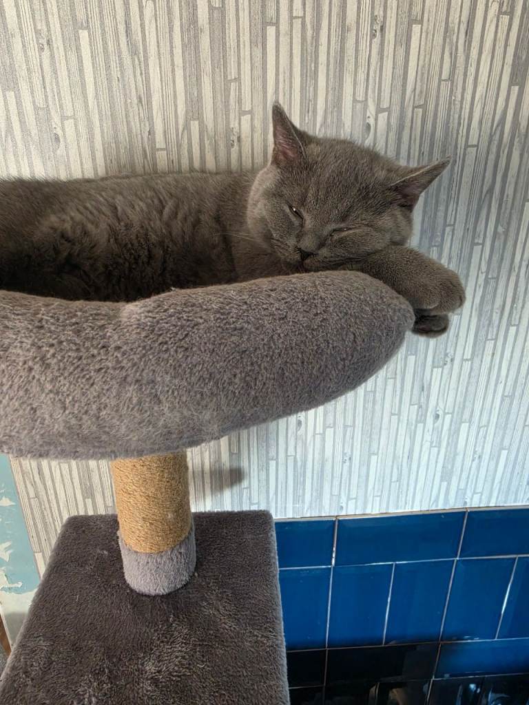 Male British shorthair 