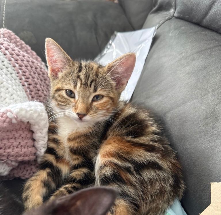 3 beautiful babies left 