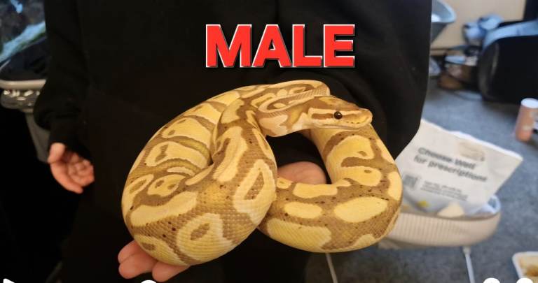 3 ball pythons and vivs available