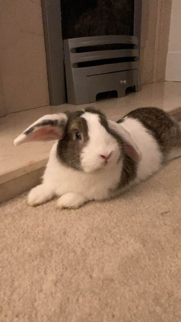 7mth old Lop Buck