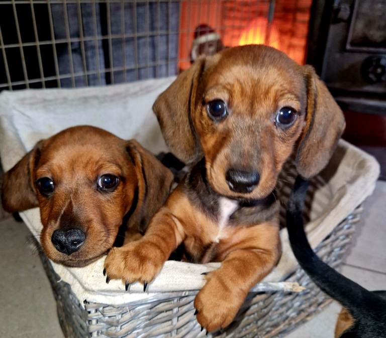 Miniature dachshund puppies