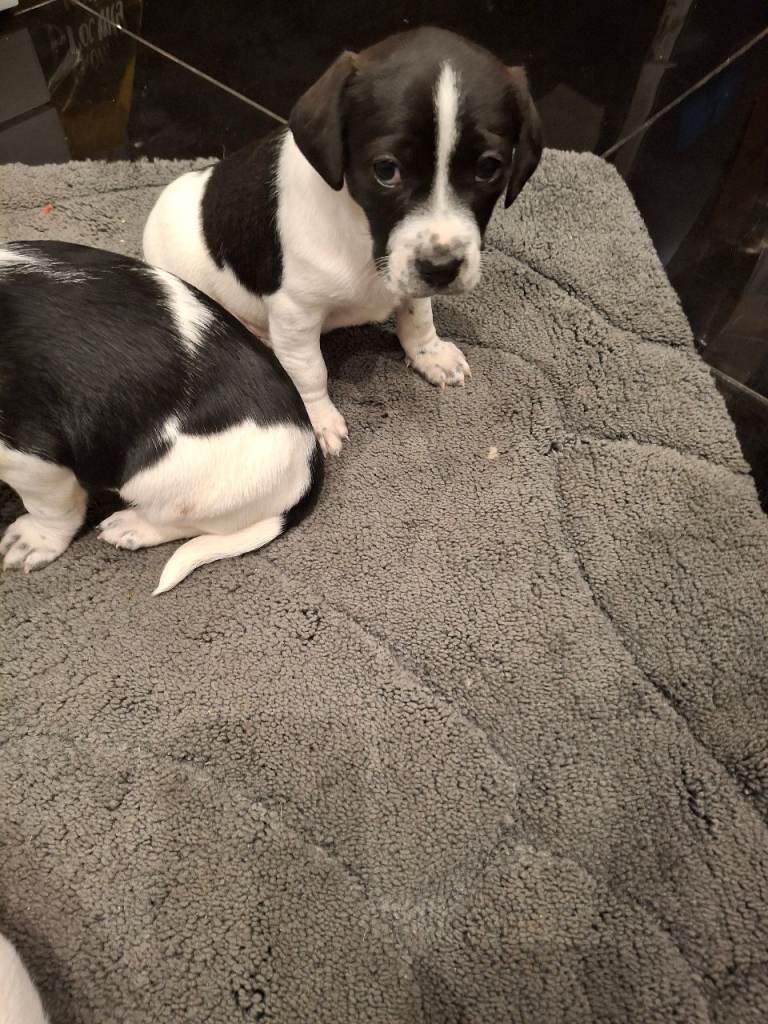 Jack russell puppies 