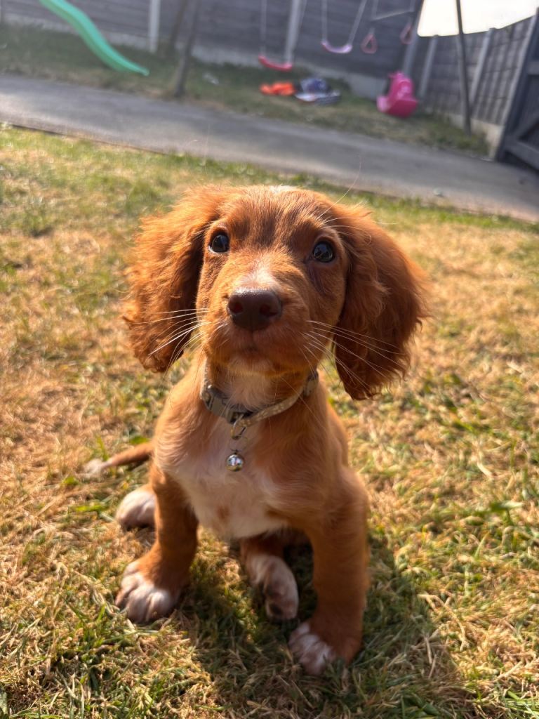 Cocker spaniel 
