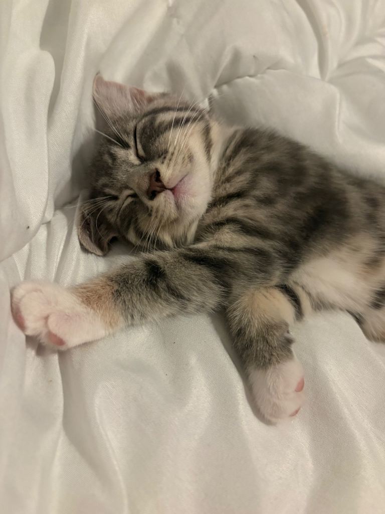 Kitten for sale please read description 💕