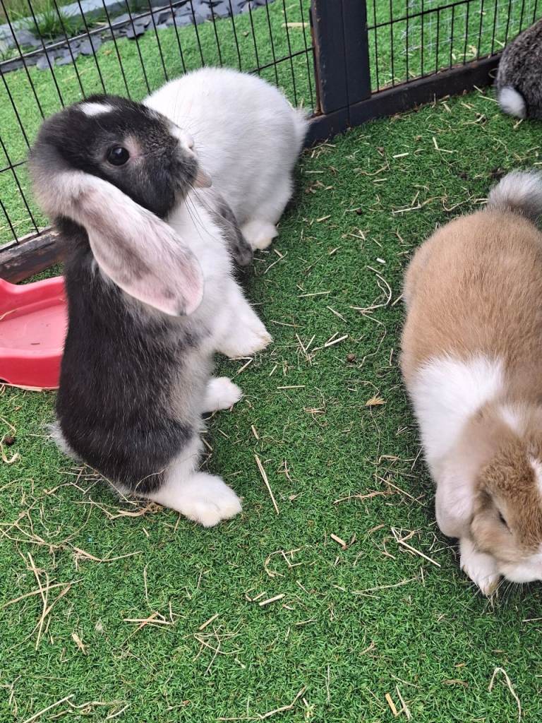Mini lop rabbits 