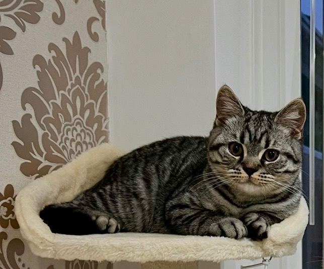 British shorthair tabby kitten(male)