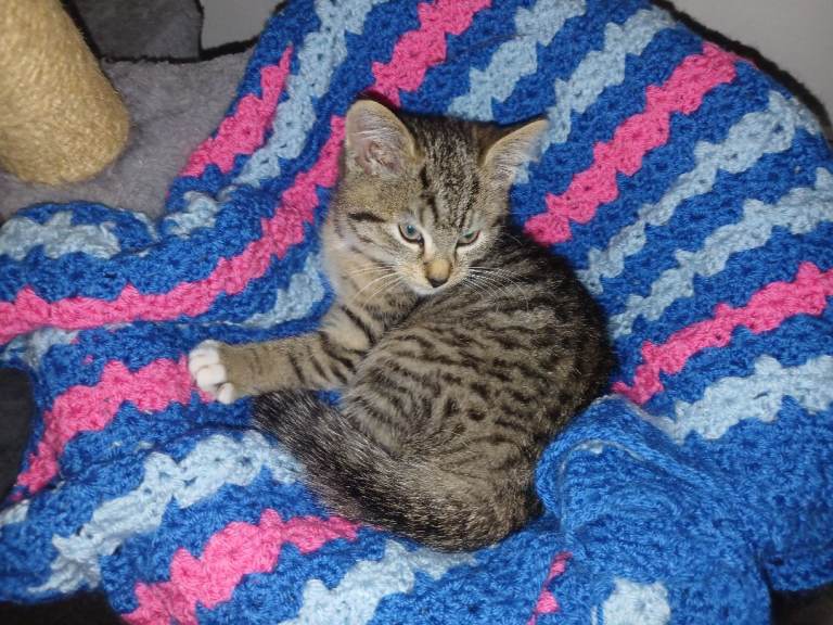 SOLD Tabby kitten